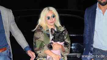 Hundesitter angeschossen: Lady Gagas Bulldoggen entführt