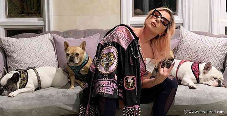 Lady Gaga's Dogwalker Shot, Two of Her Dogs Stolen By Gunman