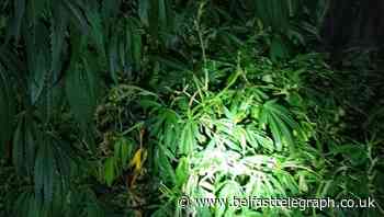 Cannabis factories raided in PSNI operation