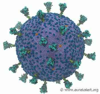 First complete coronavirus model shows cooperation - EurekAlert