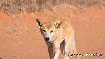 Ecological damage caused by dingo fence can be seen from space