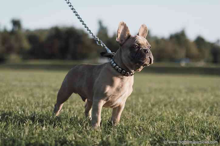 Lady Gaga’s Dog Walker Shot and Dogs Stolen – $500K Reward for Return
