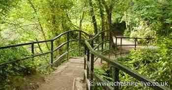 Warrington rated one of the most dog-friendly places to live in the UK - Cheshire Live