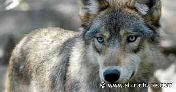 As Minnesota considers wolf hunt, Wisconsin hunters blow past quotas