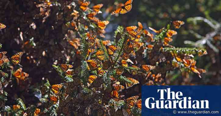 'A cause for worry': Mexico's monarch butterflies drop by 26% in year
