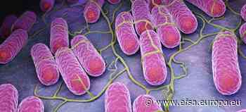 Campylobacter and Salmonella cases stable in EU - EFSA news