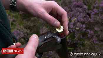 Most pheasants sold for food 'contain lead shot' - BBC News