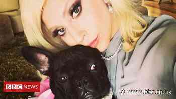 Lady Gaga's dog-walker shot and bulldogs stolen