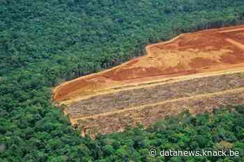 Stukken Amazone-regenwoud illegaal te koop op Facebook