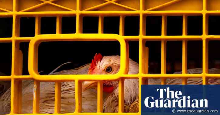 ‘Dying like flies’: A million chickens die on way from farm to abattoir each year