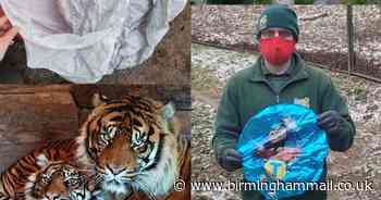 'A danger to wildlife' - warning after sky lantern landed on Dudley Zoo tiger den - Birmingham Live