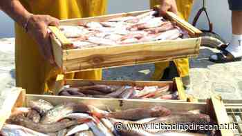 Pesca, i sindacati alla Regione: "No al raddoppio del fermo biologico" - Il Cittadino di Recanati