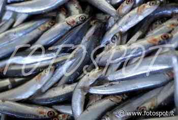 PESCA, I SINDACATI ALLA REGIONE MARCHE: “NO AL RADDOPPIO DEL FERMO BIOLOGICO” - AscoliNotizie24 - Agenzia - Fotospot - Ascolinotizie24