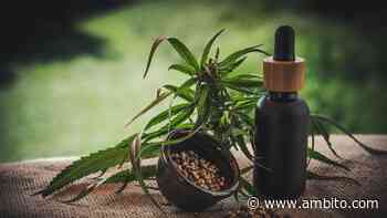 Qué dice el proyecto de la provincia de Buenos Aires para producir y comercializar cannabis medicinal - ámbito.com