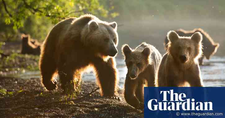 Creature comfort: why TV nature shows are good for mental health