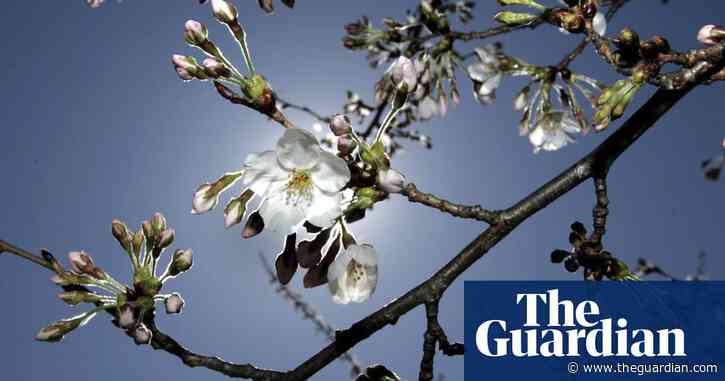 'Blossom circles' to bloom across England, Wales and Northern Ireland