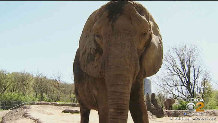 Researchers In London Using Thermal Imaging To Potentially Help Endangered Elephants