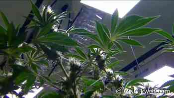 Kansas governor expresses support for bill to legalize medical marijuana - KWCH