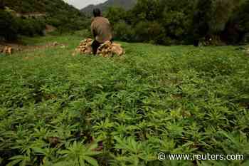 Morocco set to legalise cannabis production for medical use - Reuters