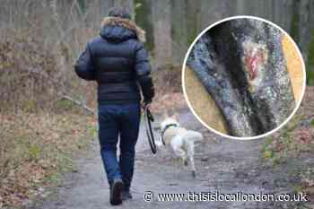 Deadly dog disease hits Richmond and Wimbledon
