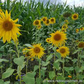 Nettersheim und Mechernich hoffen auf Fördergelder vom Land - radioeuskirchen.de