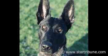 Gunman kills police K-9 in Duluth at outset of long-running standoff