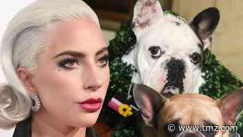 Lady Gaga Dognappers May Have Picked Singer as Ransom Target