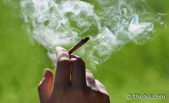 Marijuana use no longer automatic disqualification for Biden appointees