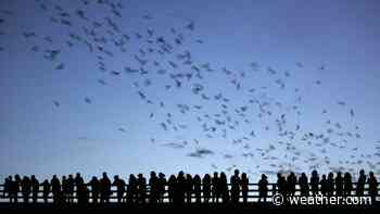 Hundreds of Houston's Beloved Bats Fell Victim To Freezing Temperatures | The Weather Channel - Articles from The Weather Channel | weather.com - The Weather Channel