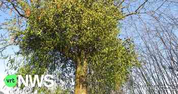 Romantische maretak zeldzaam in Oost-Vlaanderen, maar Lebbeke wil dat veranderen: "We kunnen nooit genoeg kussen" - VRT NWS