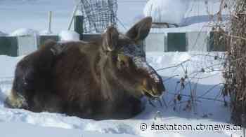 'She was chewing on the wife's plants': Moose decides to hang out in Sask. couple's back yard for 2 days