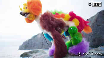 The world of competitive creative dog grooming