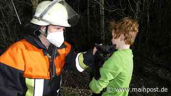 Feuerwehr muss junge Katze aus einem Baum in Bischofsheim retten - Main-Post