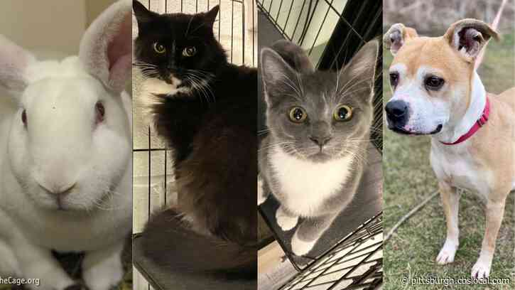Furry Tails: Carrot Top, Silver & Sivva, And Lil Bit Are Waiting For Forever Homes
