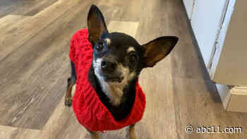 Toothless therapy dog brings smiles and comfort during dental visits in Corte Madera