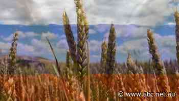 Russia's wheat export tax expected to deliver big pay day for Aussie farmers