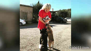 Lady Gaga's dogs recovered safely, police say