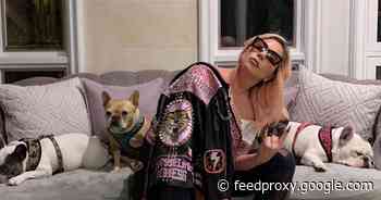 Lady Gaga's dogs recovered unharmed, Gaga calls injured dog walker 'a hero'     - CNET