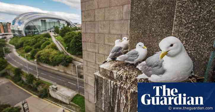 Geordie shore: the river Tyne's 'soft, gentle' kittiwakes fly into trouble