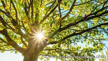 7 top tips to get your garden in shape for warmer weather
