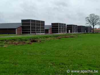 14 oktober 2020 De explosieve groei van kippenstallen in Wuustwezel - Apache