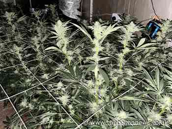 Cannabis farm found in Breightmet after police raid 2 homes