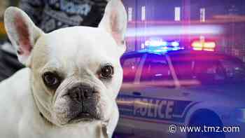French Bulldog Thefts on Rise, Breeders Say Microchips Could Help