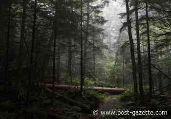 Appalachian forests focus of new preservation program