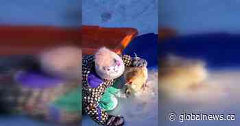 Poultry in motion: Saskatoon girl takes chicken downhill sledding - Global News