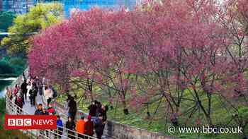 National Trust to plant blossom trees in cities