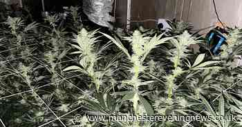 This was the cannabis farm police discovered in Bolton - Manchester Evening News