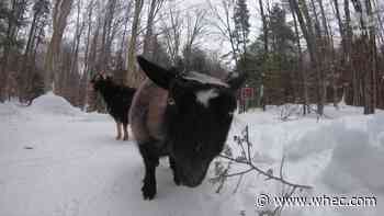 Snowshoeing with goats becomes popular at farm in Saratoga County