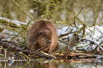 De hoestende en rochelende bever is weer beter: hij mag het bos weer in - Trouw