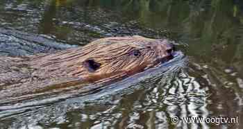 Bever in Winschoterdiep bij Europapark moet verhuizen naar Oost-Groningen - Oog TV